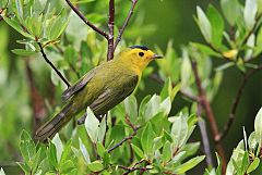 Wilson's Warbler